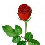 Profile picture of Virginia Achával